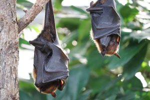 Bats and the Doppler Shift